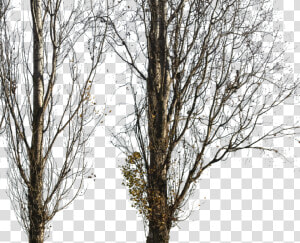 Populus Nigra Trees Transparent Png  Png Download