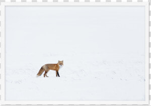 Arctic Fox   Red Fox  HD Png Download