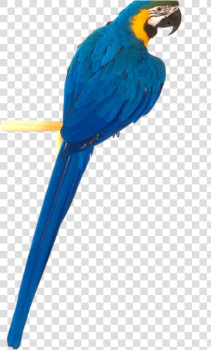 Download This High Resolution Parrot Png Clipart   Blue Parrot Png  Transparent Png