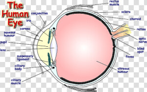 Labelled Diagram Of Human Eye   Png Download   Label A Human Eye  Transparent Png