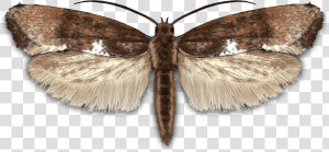 Leek Moth   Peppered Moth  HD Png Download