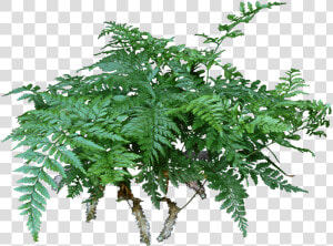 A Rabbit S Foot Fern Is A Lovely Compact Fern That   Rabbit  39 s Foot Fern Png  Transparent Png