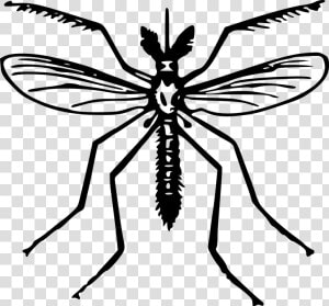 Animal  Fly  Insect  Mosquito   Clip Art Of Mosquito  HD Png Download