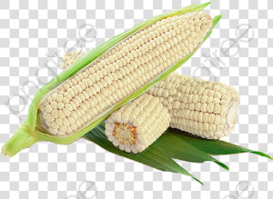 White Corn Cob Clipart   White Corn Png  Transparent Png