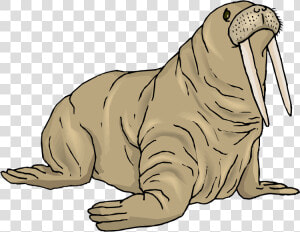 Walrus Png Background Image   Walrus Clipart Free  Transparent Png