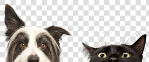 Imagenes Perros Y Gatos Png   Perros Y Gatos Hd  Transparent Png