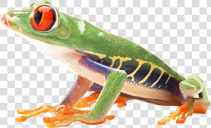 Frog Png   Red Eyed Tree Frog Png  Transparent Png