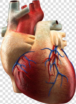 Heart Png Cardiac   Hearthuman Real  Transparent Png