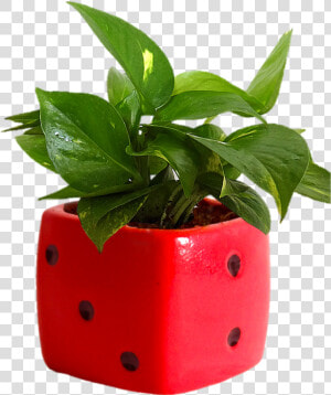 Indoor Plants Png   Png Download   Mony Plant In Bottle  Transparent Png