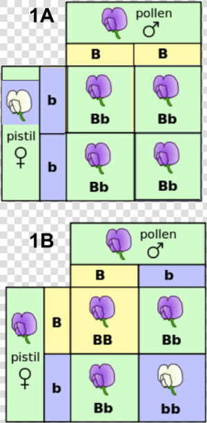 Herencia Mendeliana Del Color De Las Flores En Arvejas   Plants Punnett Square  HD Png Download