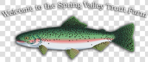 Transparent Trout Png   Trout  Png Download