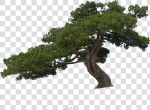 Tree plant woody White Oak jack Pine lodgepole Live   Hd Group Trees Png  Transparent Png