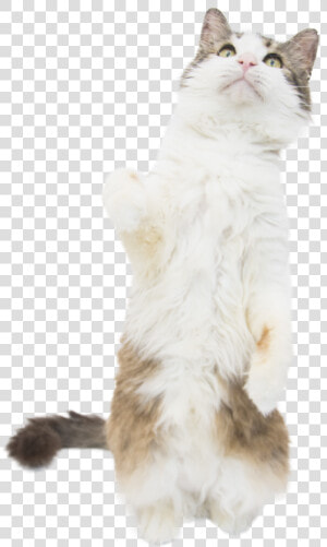 Cat Standing Cob Web   Squitten  HD Png Download