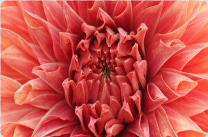 Bright Red Dahlia Flower Doormat  HD Png Download