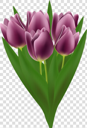 Tulips Bouquet Transparent Png Clip Art Image   Tulip  Png Download