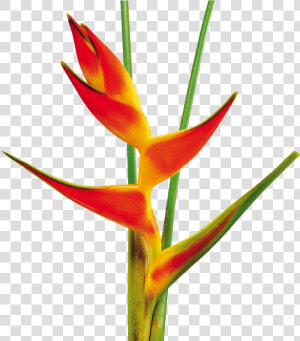 Heliconia Tropical Flower Png  Transparent Png