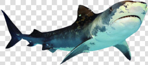 Great White Shark Portable Network Graphics Clip Art   Transparent Background Shark Png Transparent  Png Download