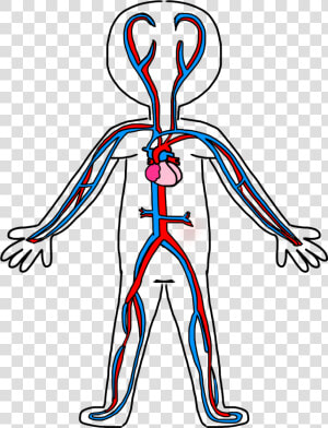 Clip Art Circulatory System Drawing   Circulatory System Simple Drawing  HD Png Download