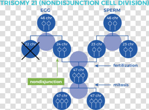 Graphic Showing Nondisjunction Cell Division   Trisomy 21 Nondisjunction Down Syndrome  HD Png Download