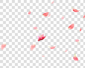 Transparent Falling Flowers Png   Flowers Falling Gif Transparent  Png Download