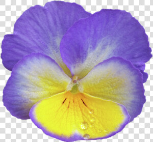 Purple Pansy Png  Transparent Png