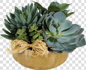 Succulent Flower Arrangements  HD Png Download