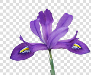 Scentsational2   Iris Versicolor Transparent  HD Png Download