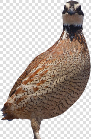 Quail Png  Transparent Png