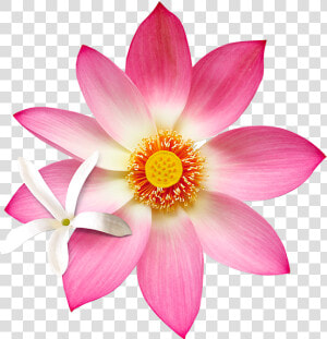 B15 Jslo   Natural Lotus Flowers Png  Transparent Png