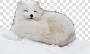 Transparent Arctic Fox Png   Cute Baby Arctic Fox  Png Download