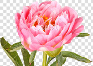 Pink Peony Flower   Peony  HD Png Download