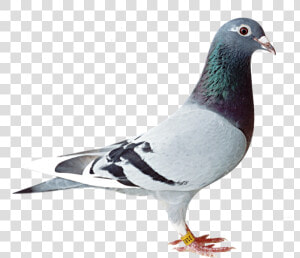 Old Line Racing Pigeon   Png Download   Pigeon Png  Transparent Png