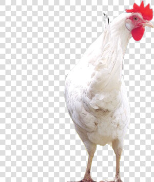 Chicks Png  Transparent Png