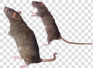 Mouse  Rat Png Image   Rat Photoshop  Transparent Png