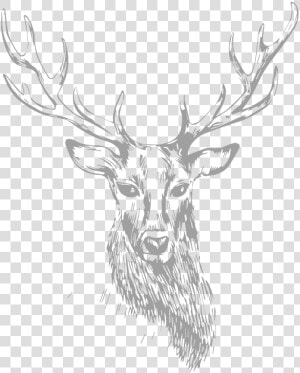 Stag   Stag Png Transparent  Png Download