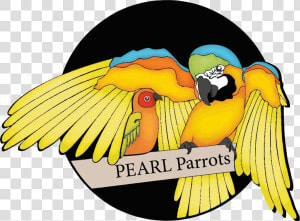 Pearl Parrots  HD Png Download