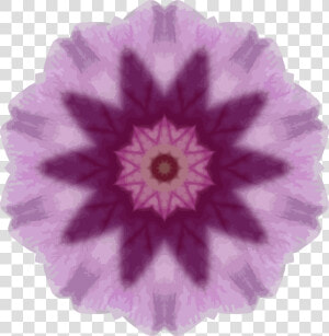 Orchid Kaleidoscope 14 Clip Arts   Ball Of Whacks Turtle  HD Png Download