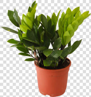 Zamioculcas Zamiifolia  Zz Plant   Jade Plant Benefits Feng Shui  HD Png Download