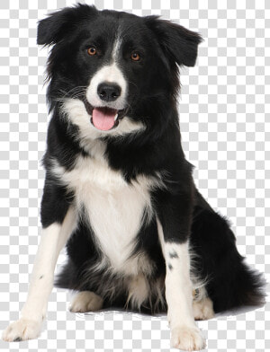 Medium Dog Breeds Nz  HD Png Download