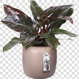 Philodendron  HD Png Download