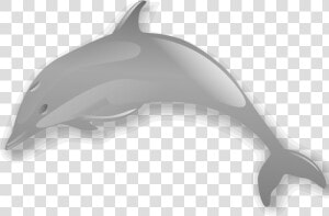 Dolphin Enrique Meza C 02 Clip Art Download   Dolphin  HD Png Download