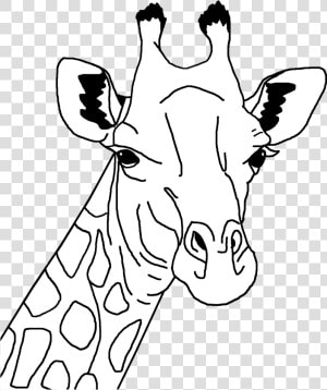 Giraffe Line Art Clip Arts   Giraffe Face Clipart Black And White  HD Png Download