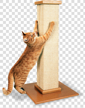 Cat Scratching Post  HD Png Download