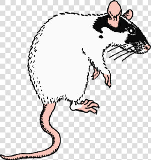 Evil Rat Clipart   African Pouched Rat Drawing  HD Png Download