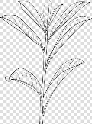 Monochrome Photography grass Family monochrome   Outline Of A Plant  HD Png Download