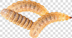 Maggot Png File   Maggot Png  Transparent Png