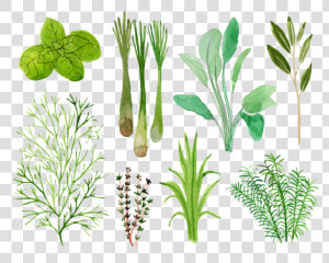 Vicky Katzman Herbs  HD Png Download