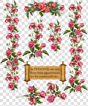 Rose Bush Clipart Rose Vines   Blossom Vines Clip Art  HD Png Download