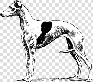 Whippet   Magyar Agár  HD Png Download