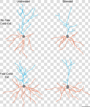 This Figure Illustrates The Separate And Combined Effects   Neuron Morphology  HD Png Download